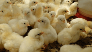 Egg scarcity looms as day-old chick prices surge 67%