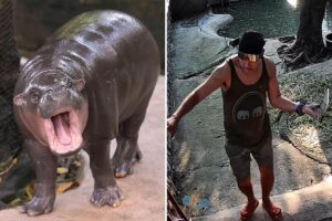 Man Arrested After Climbing Into Moo Deng's Enclosure at Zoo