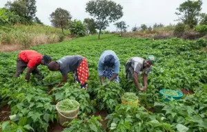 Soaring Fuel Costs Squeeze Farmers as Labour and Logistics Expenses Spike