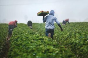 African agtech funding plummets to $170M as debt replaces equity for first time