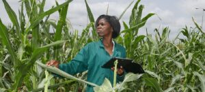 W’Bank Greenlights $500m Credit for Nigeria’s Agribusiness