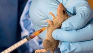 Taraba, Katsina, Bauchi hotspots of Lassa, one of four patients die